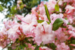杜鹃花