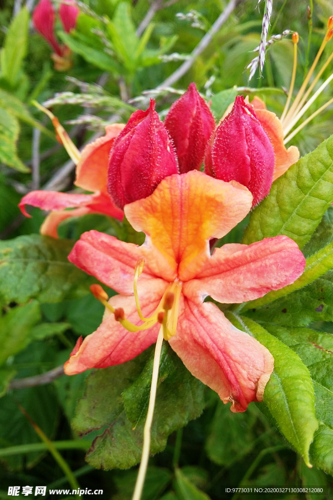 杜鹃花