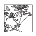 石榴花