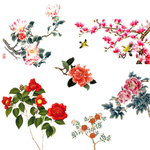 工笔花朵