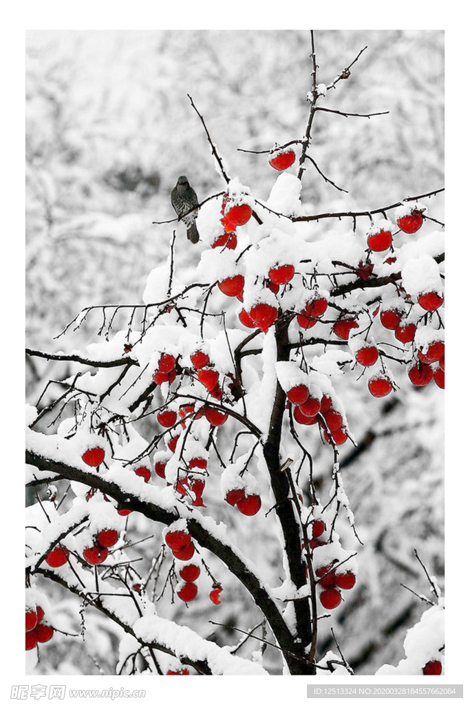 雪景