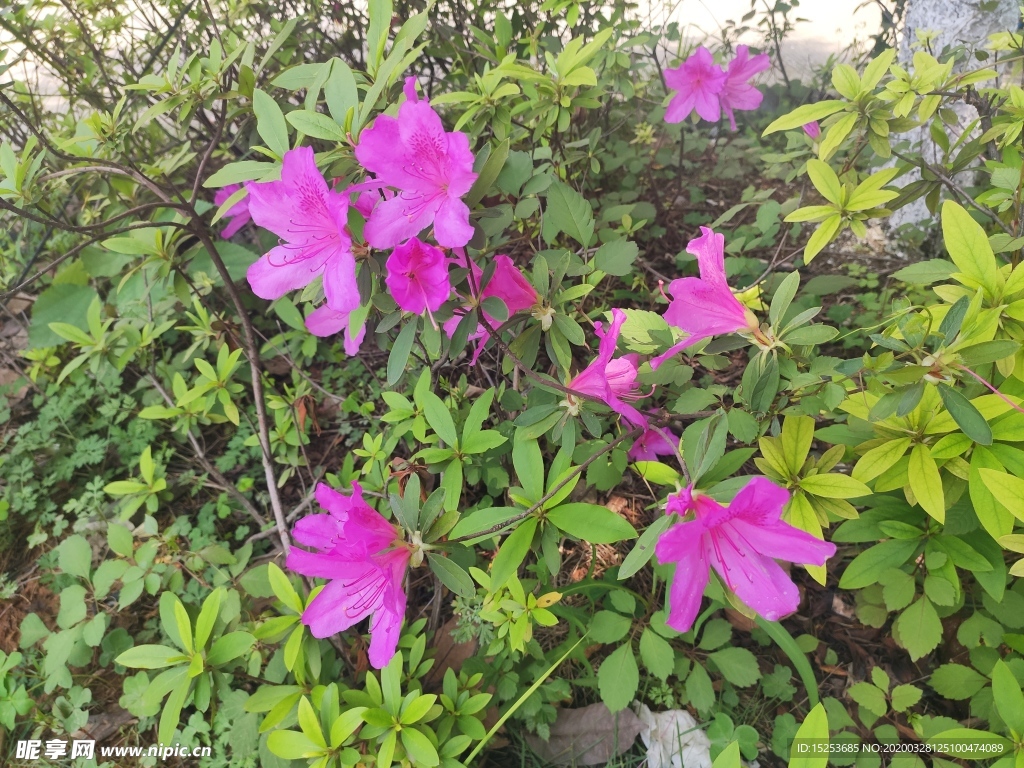 杜鹃花