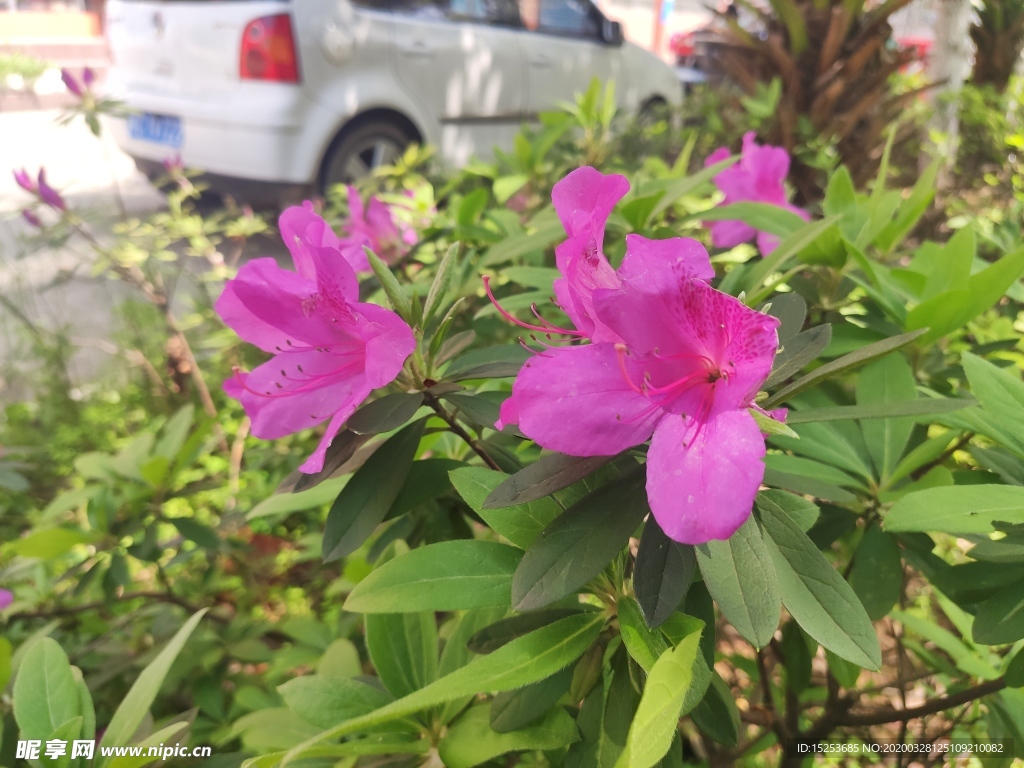 杜鹃花