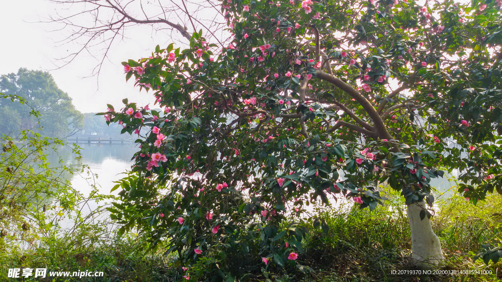 西湖边的花