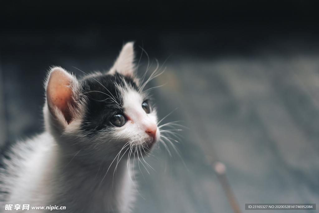 猫猫