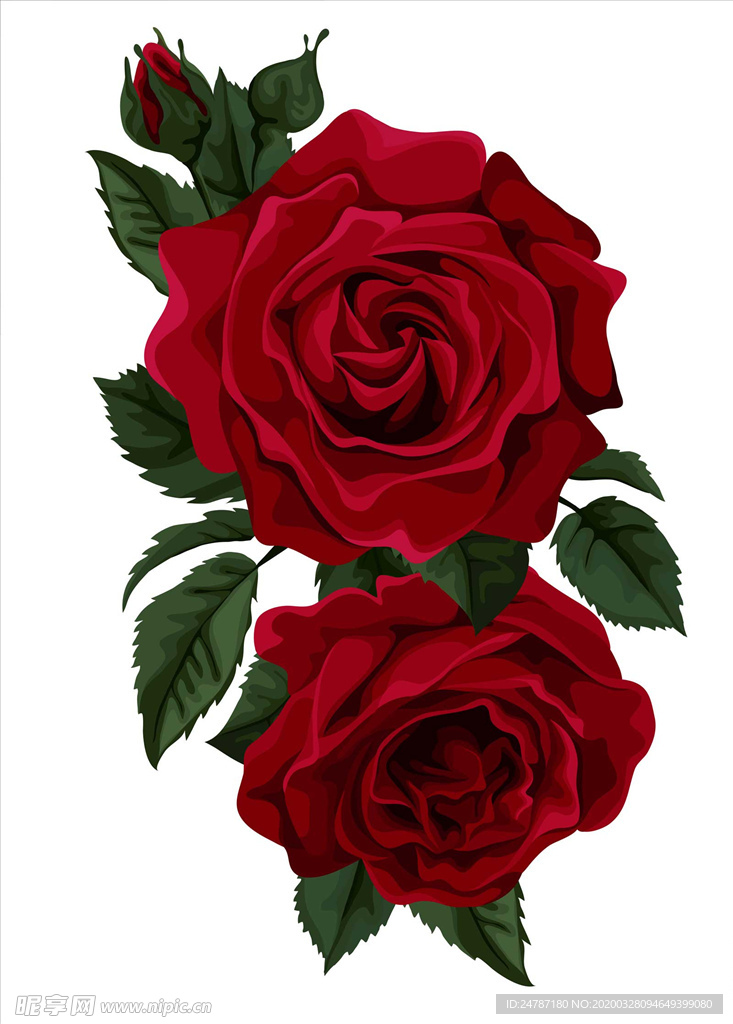 玫瑰花