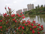花 湖水