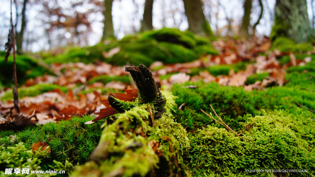 苔藓青苔图片