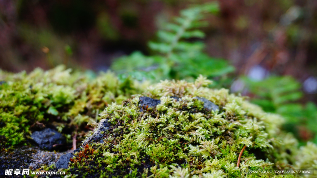 苔藓青苔图片