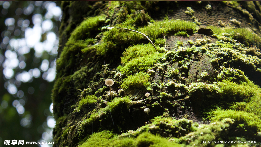 苔藓青苔图片