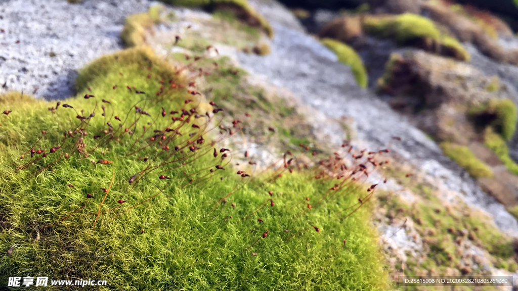 苔藓青苔图片