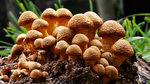 蘑菇菌类图片