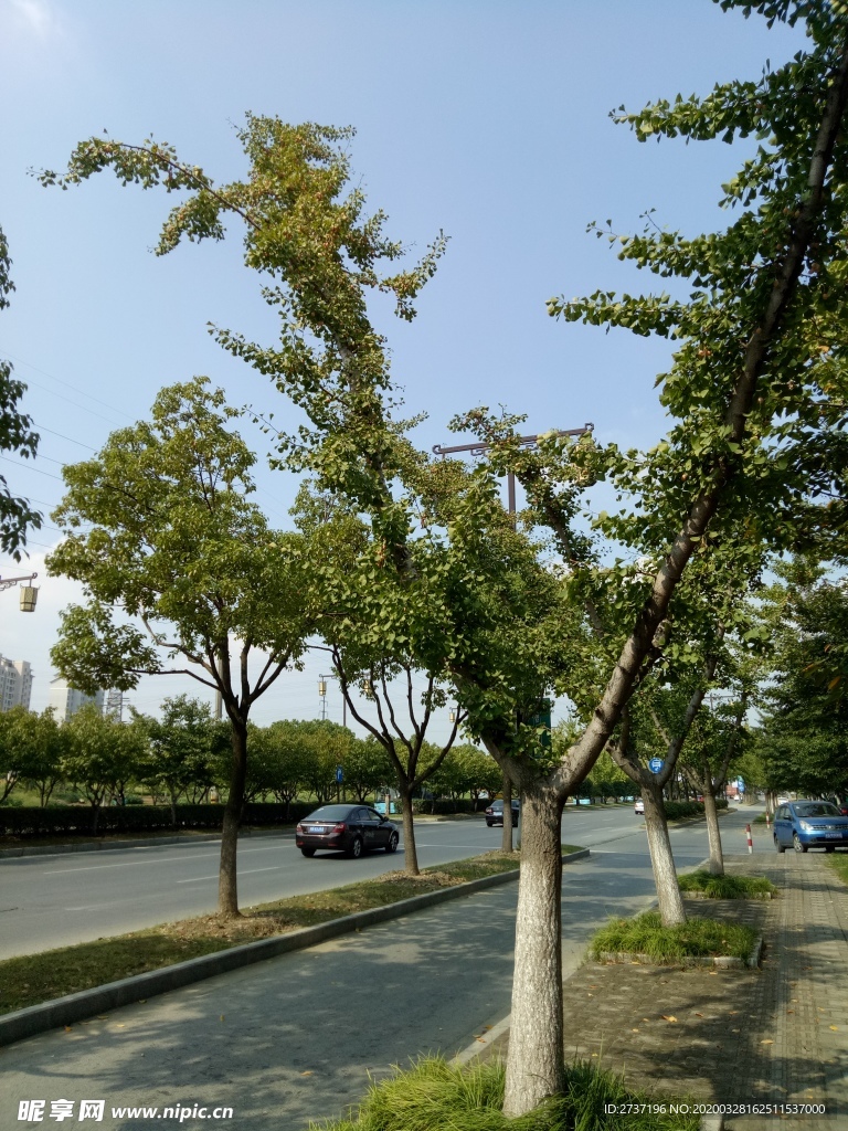 银杏