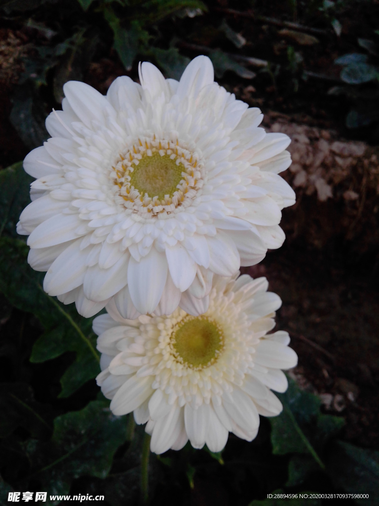 花