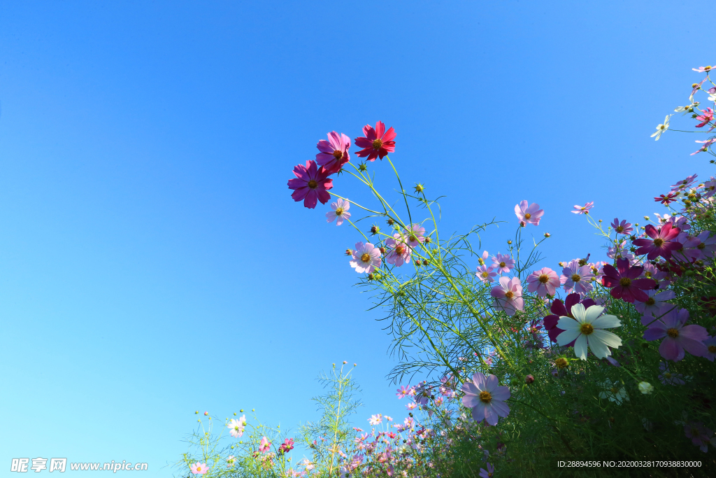 秋天野花
