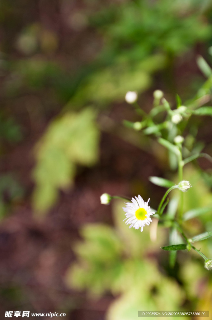 小花