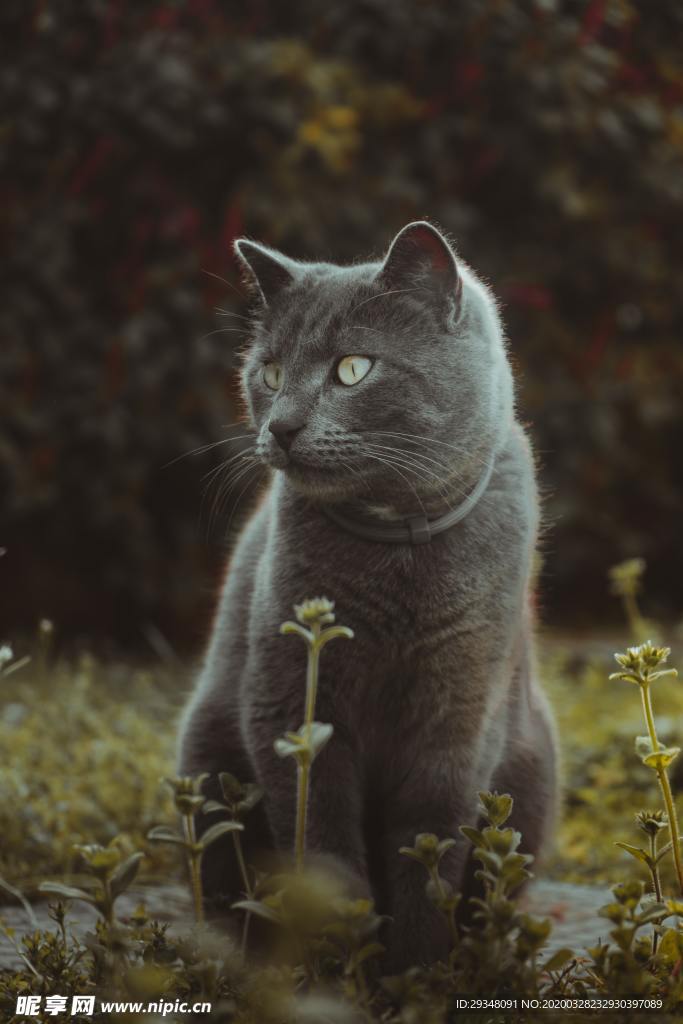 猫