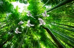 竹林