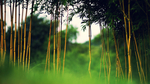 绿色背景