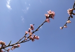 一枝桃花