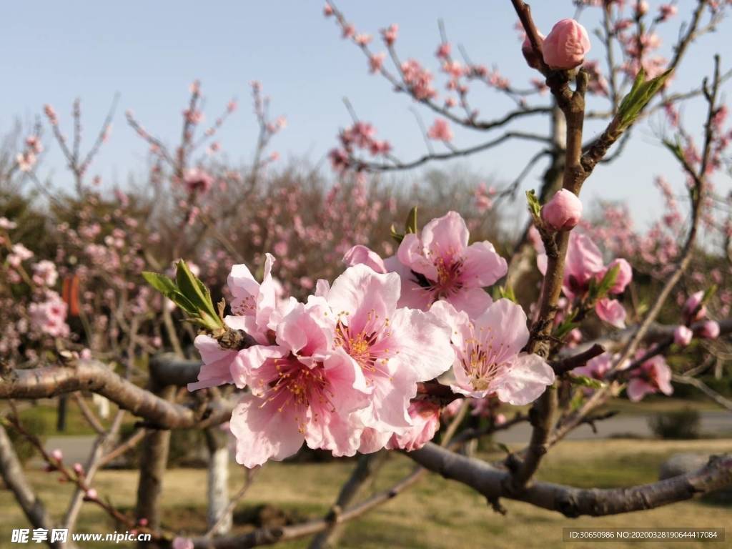 桃花