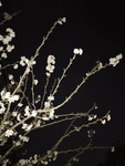 樱桃花