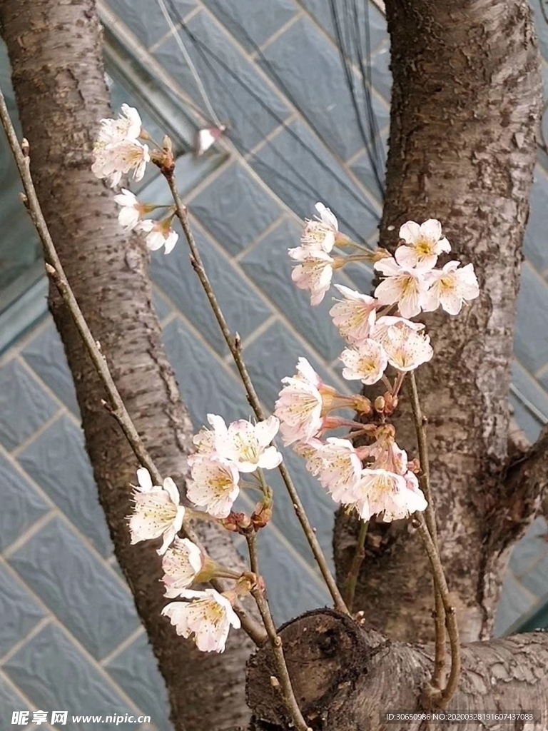 樱桃花