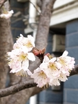 樱桃花