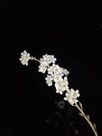樱桃花