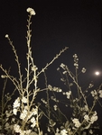 樱桃花