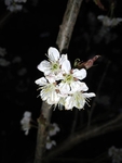 樱桃花