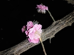 樱桃花
