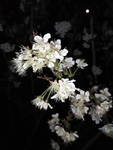 樱桃花