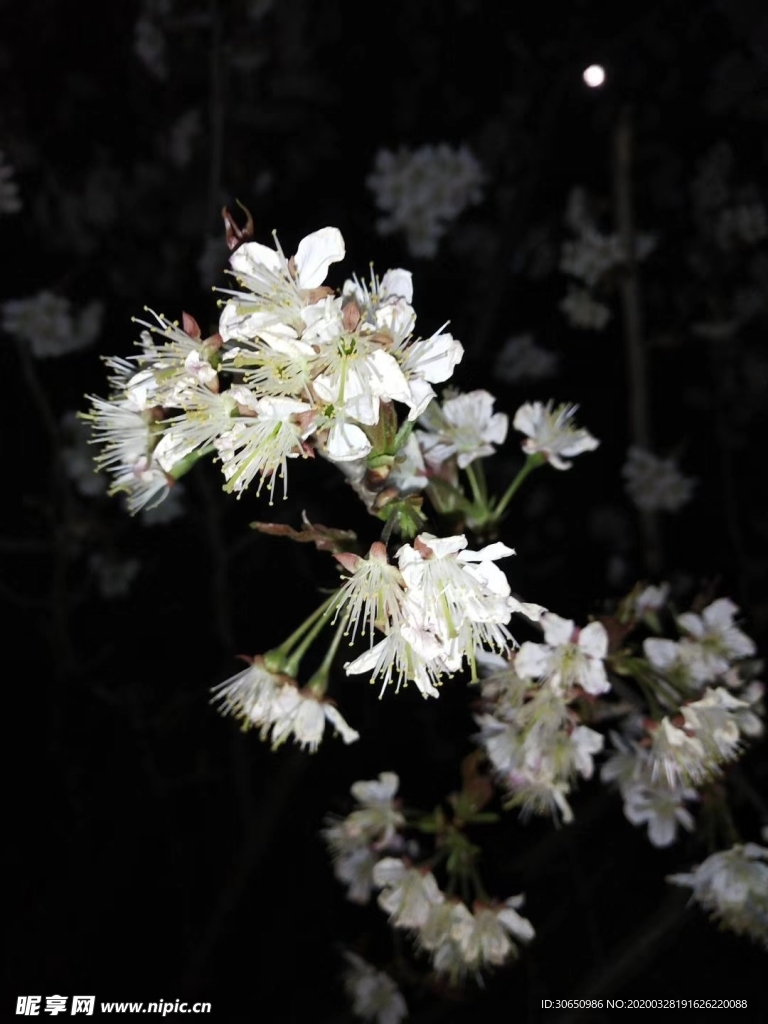 樱桃花