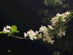 海棠花