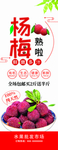 杨梅