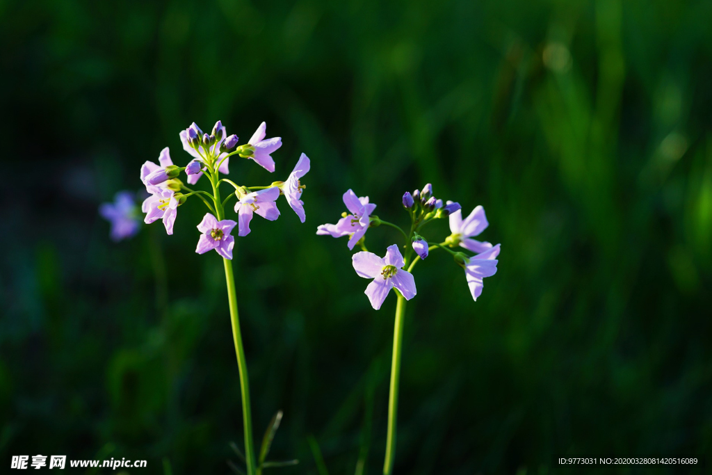 杜鹃花