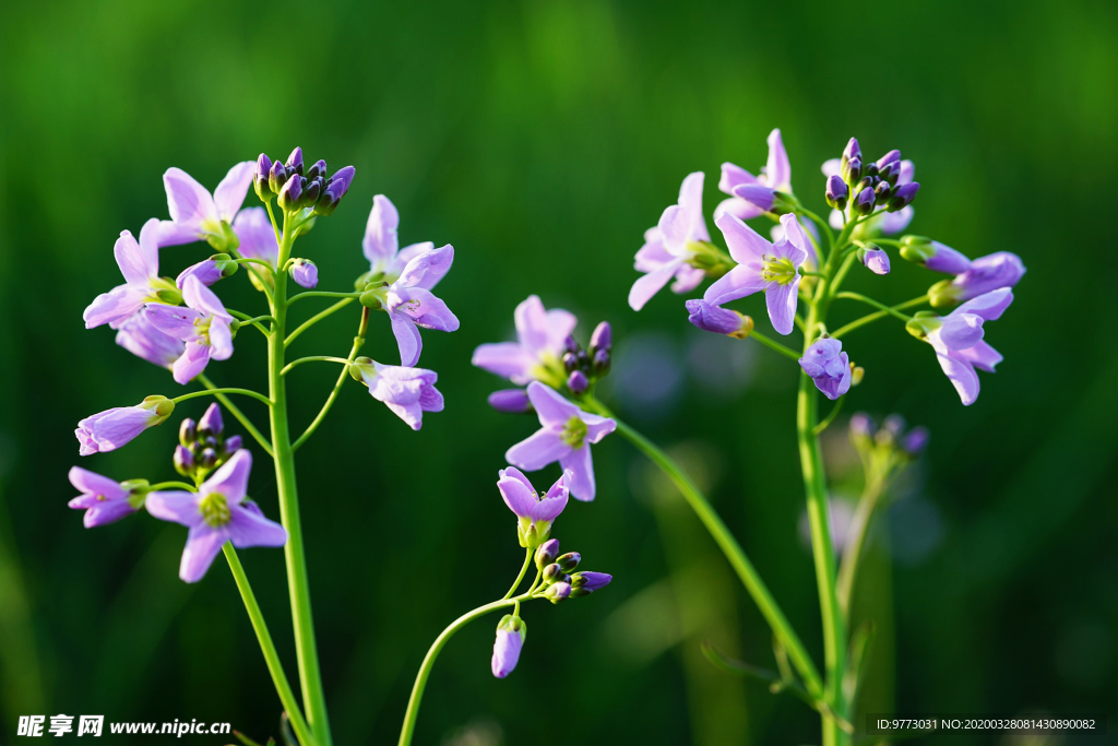杜鹃花