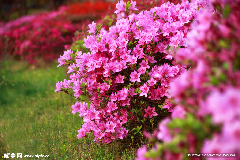 杜鹃花