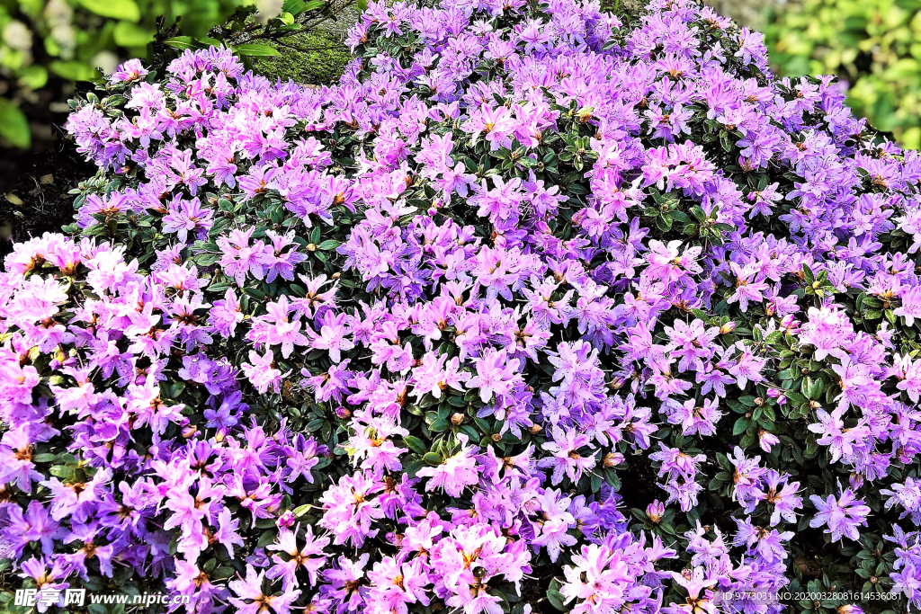 杜鹃花