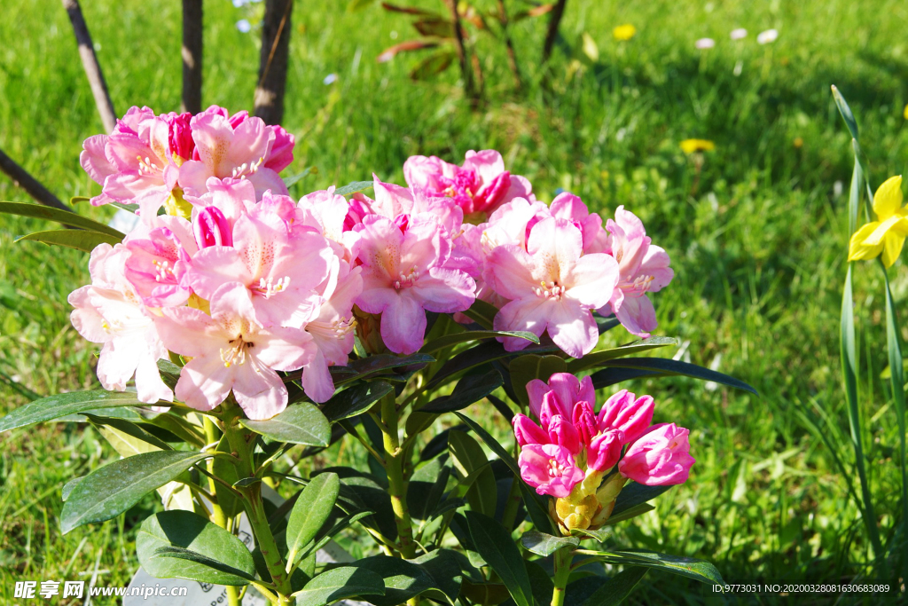 杜鹃花