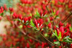 杜鹃花