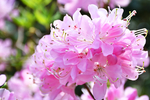 杜鹃花
