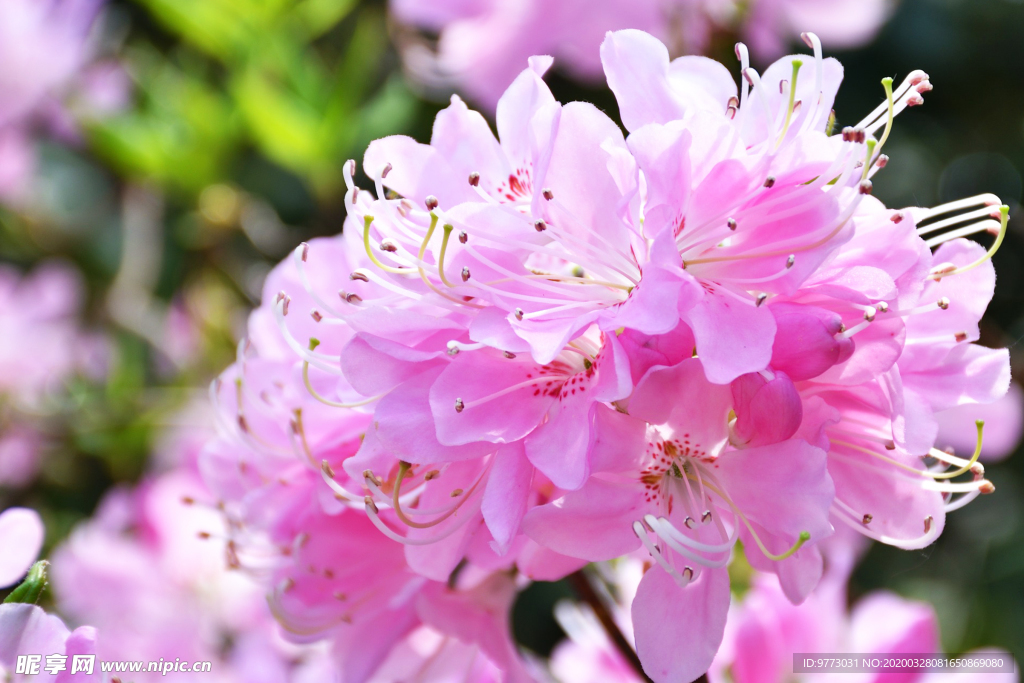 杜鹃花