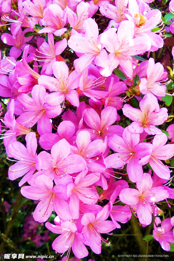 杜鹃花