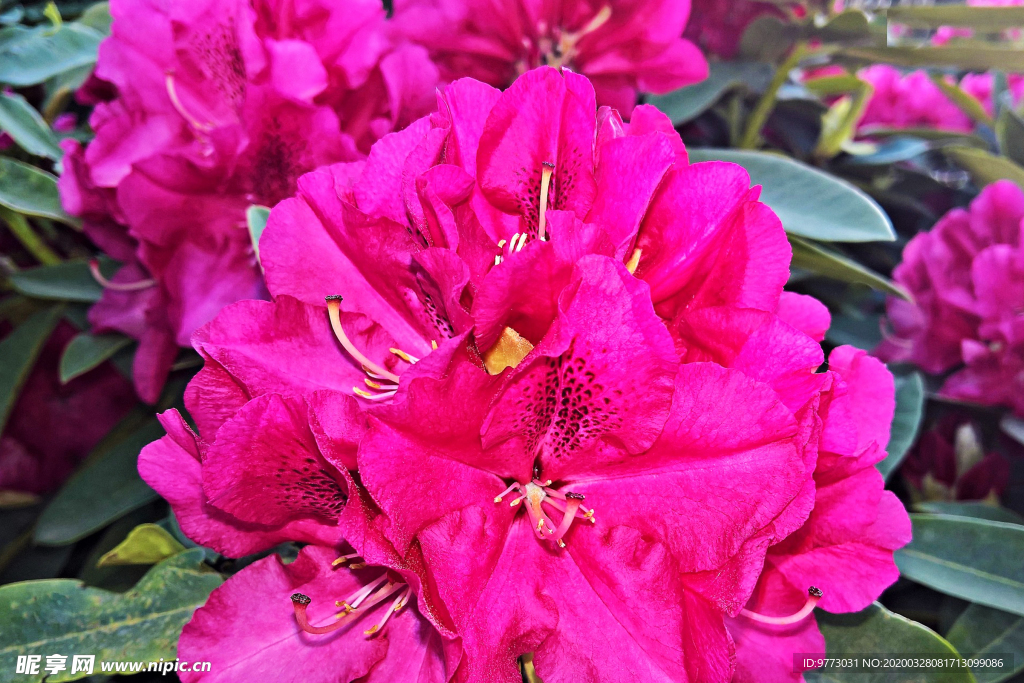杜鹃花