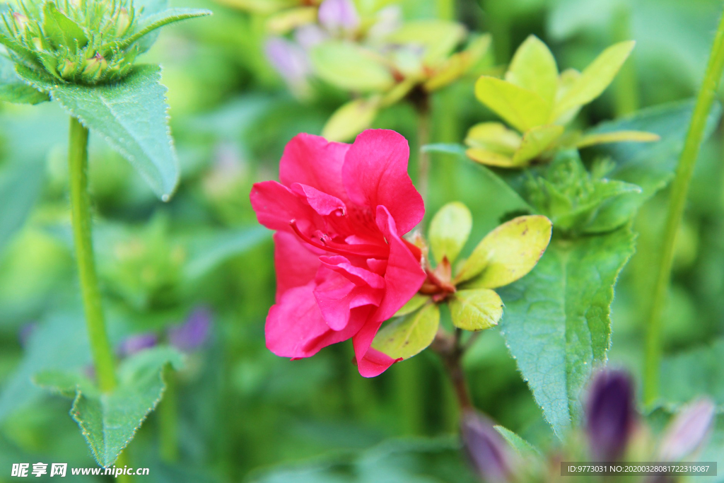 杜鹃花