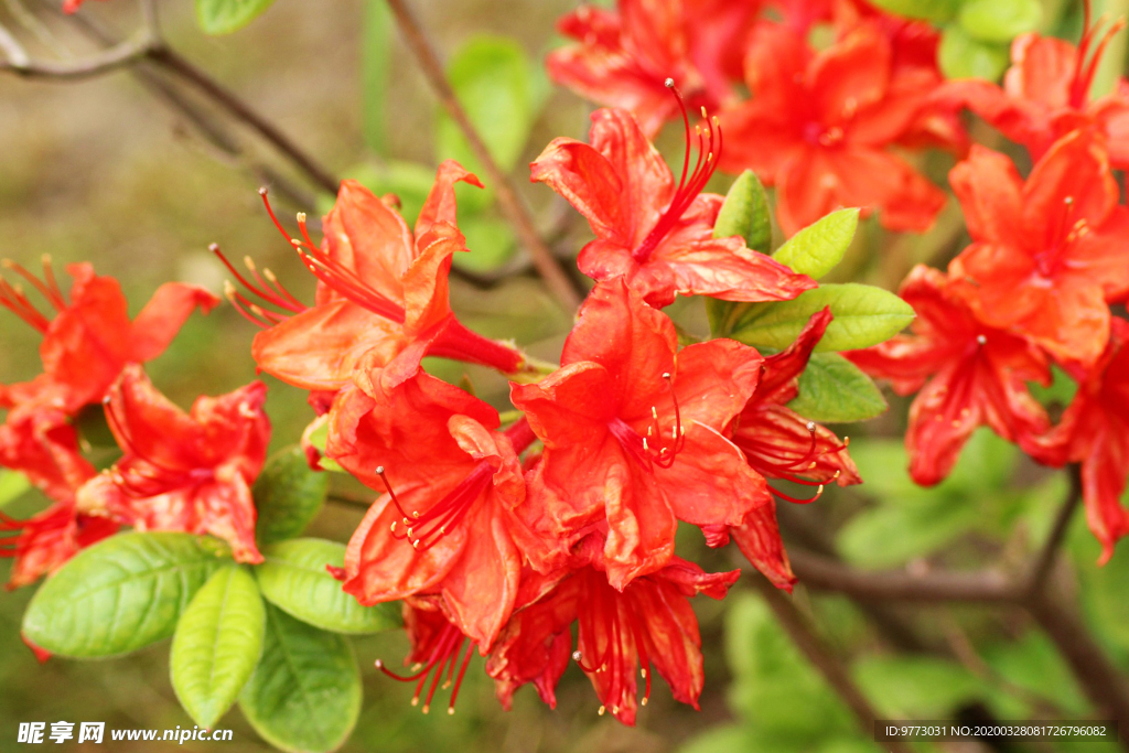 杜鹃花