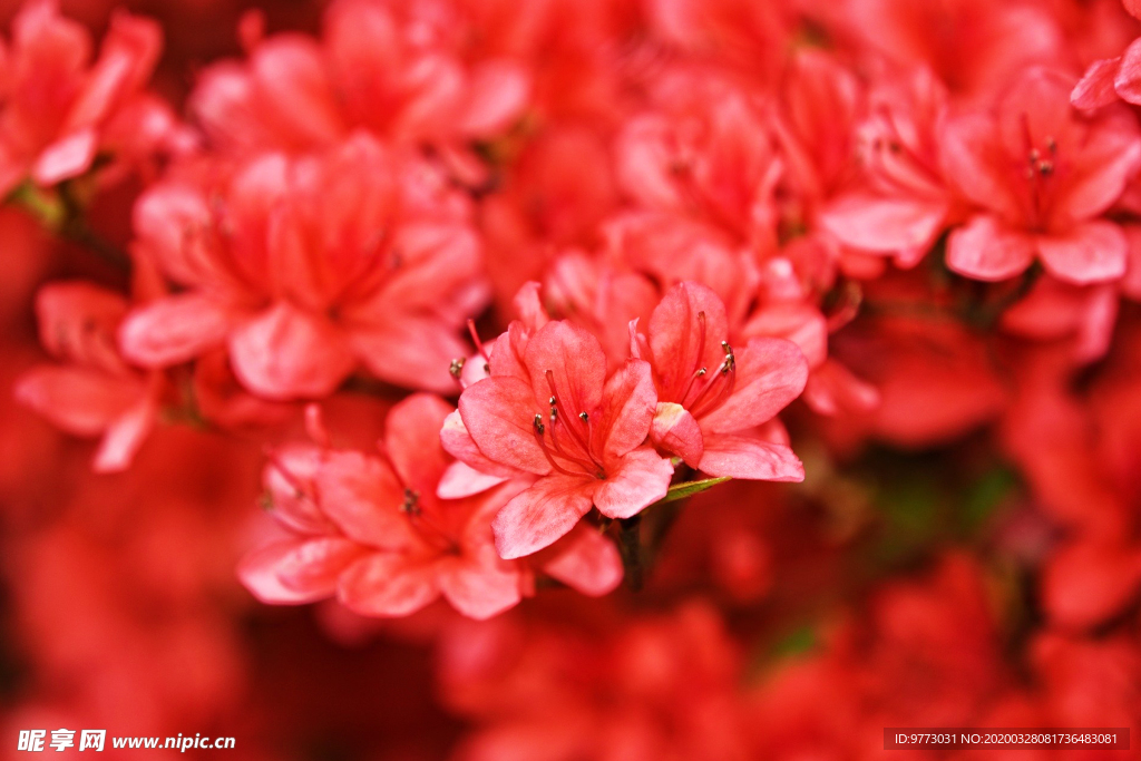 杜鹃花