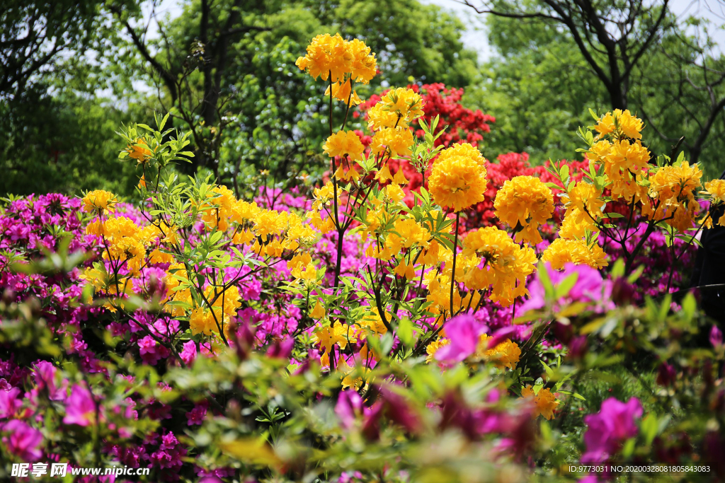 杜鹃花